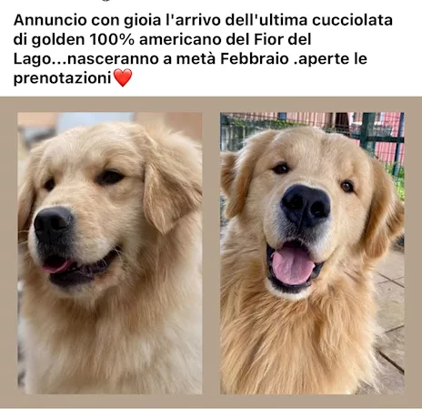 Cuccioli di Golden Retriever americano