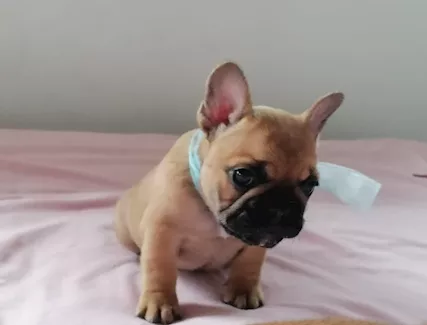 Cuccioli bullgog francese