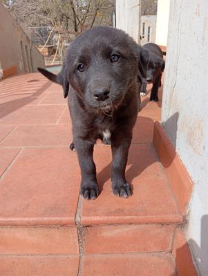 Cuccioli - A veri amanti animali regalo questi - Anteprima 6