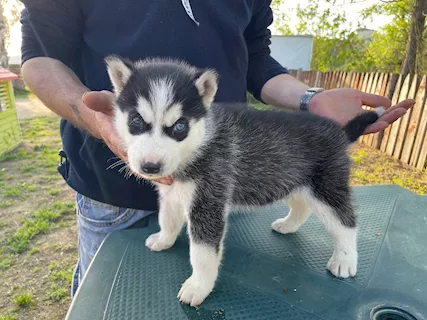 Cuccioli di husky