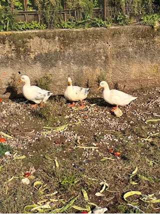 Anatre ovaiole, taglia piccola - Foto 2