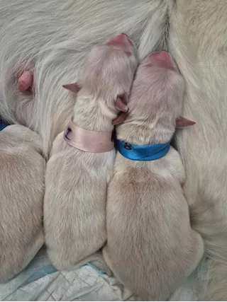 Cuccioli di Golden Retriver