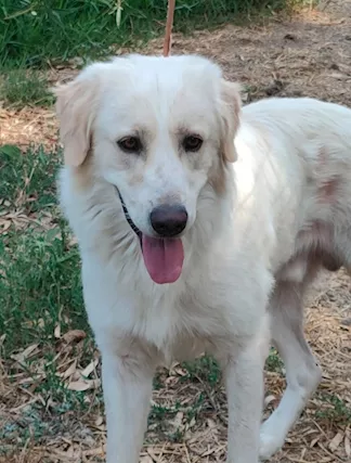 Raul 4 anni si separano e finisce in canile - Foto 2