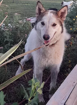 HUSKINA, incrocio collie, adozione del cuore a Mantova