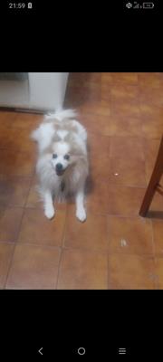 Regalo cane