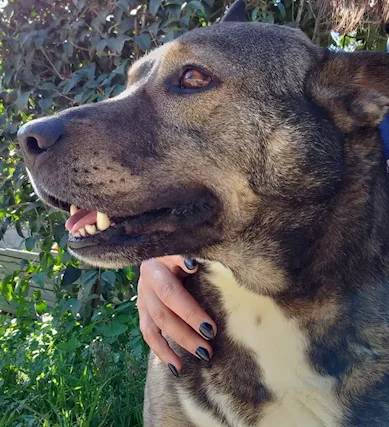 MILAGRO, cane buonissimo, abbandono estivo
