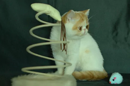 Cuccioli Exotic Shorhair maschi e femmine Persiano - Foto 4
