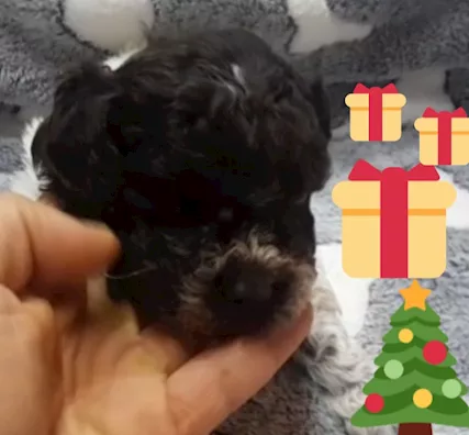 Cuccioli lagotto romagnolo