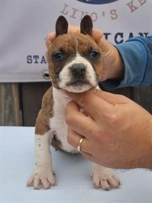 Cucciolo amstaff