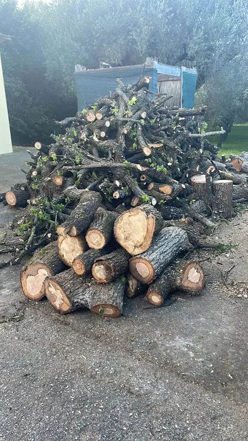 Legna di quercia e ulivo da ardere
