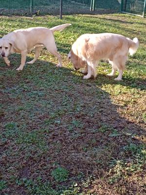 DOG SITTER