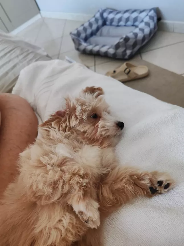 Foto 10Maltipoo - Per problemi condominiali do in adozioni