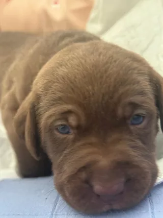 Cuccioli Razza Labrador - Anteprima 1
