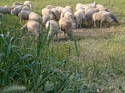 Pecore da allevamento, taglia grande - Anteprima 1