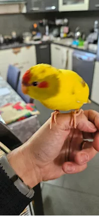Kakariki - Disponibilità dei nostri adorabili