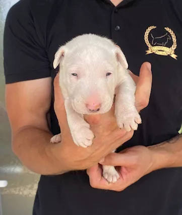 Bull terrier standard cuccioli - Anteprima 1