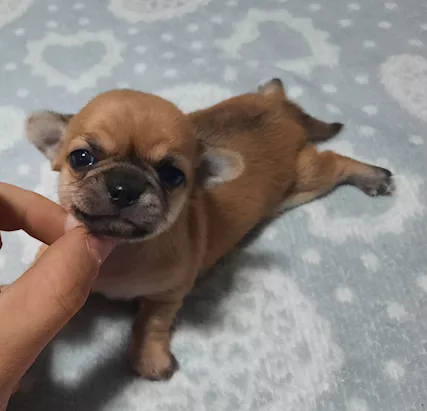 Chihuahua PEDIGREE ENCI