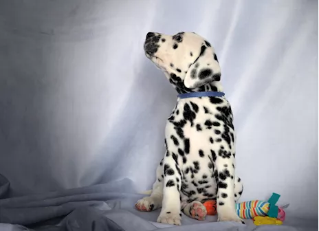 Cuccioli di razza Dalmata alta genealogia - Foto 6
