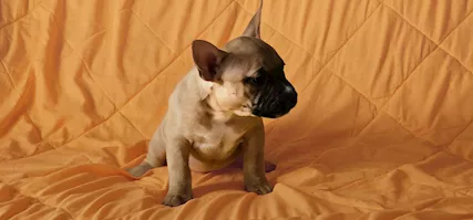 American bully pocket