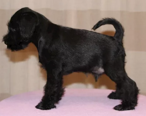Cuccioli di Schnauzer Nano Nero