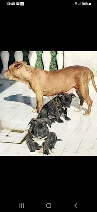American Pitbull UKC