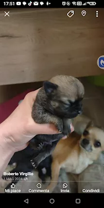Chihuahua - Anteprima 2