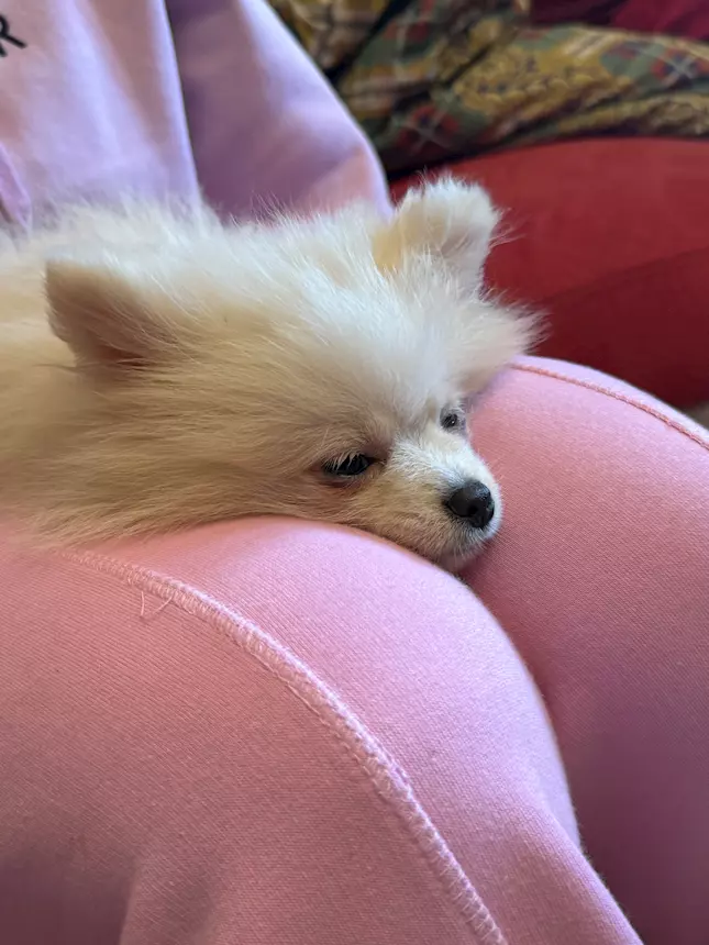 Cucciolo Razza Pomerania, Spitz nano, color bianco crema