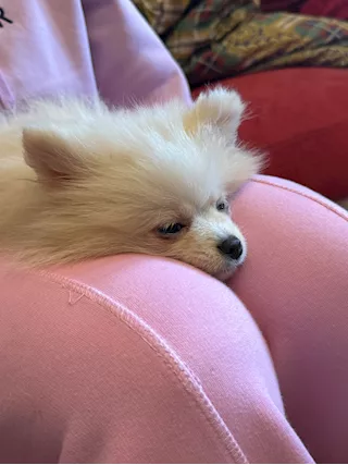 Cucciolo Pomerania, Spitz nano