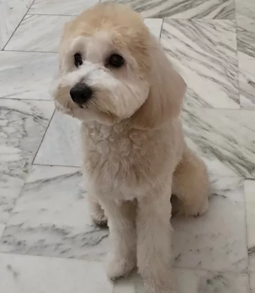 Maltipoo maschio