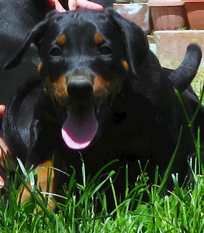 Dobermann cuccioli - Foto 3