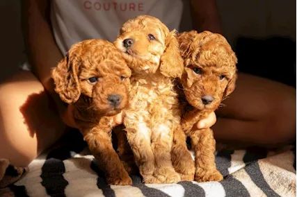 Barboncino nano ROSSO cuccioli in vendita