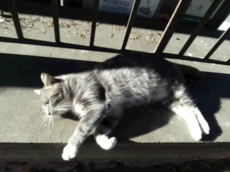 Cerca persona che ami i gatti