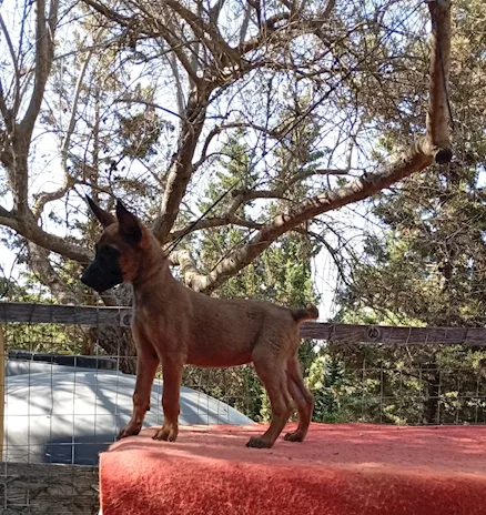 Pastore Belga Malinois