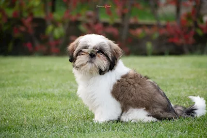 Cuccioli SHIH TZU con pedigree ENCI