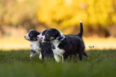 Cuccioli di Border Collie