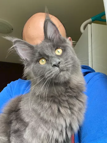 Maine Coon