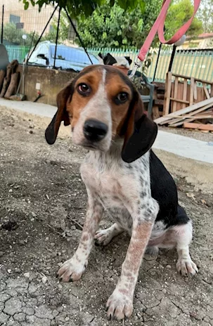 Mix Beagle 2 anni kg12 aspetta da 1 anno.SICILIA - Foto 2