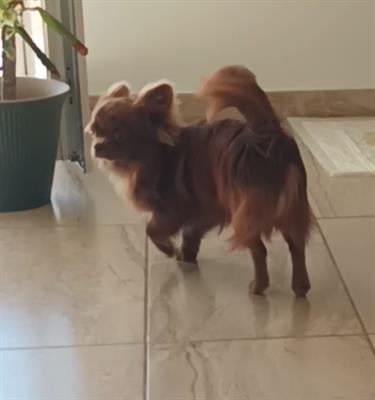 Chihuahua cioccolato per Monte