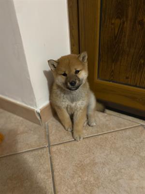 Shiba inu