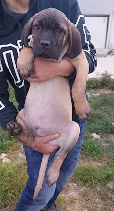 Cane Corso