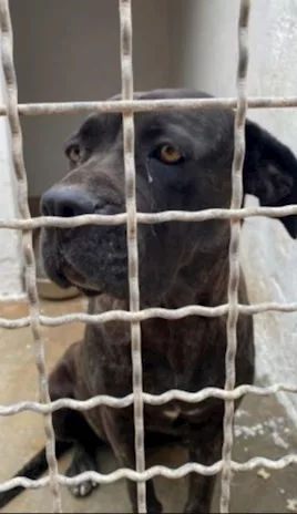 Corso femmina depressa in canile da 3 anni