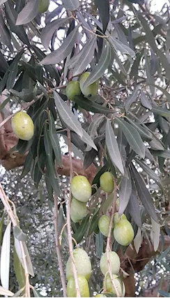 Olio extravergine d'oliva 2024 €10/L