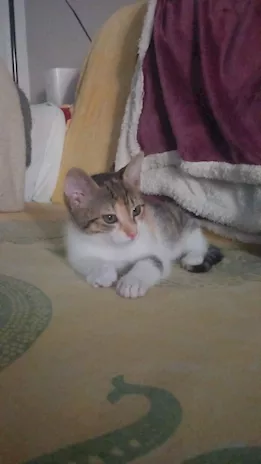 Athena dolcissima micina tricolore