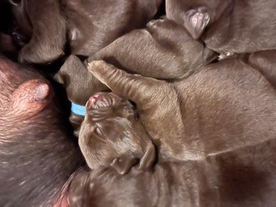 Cuccioli Razza labrador cioccolato - Foto 2