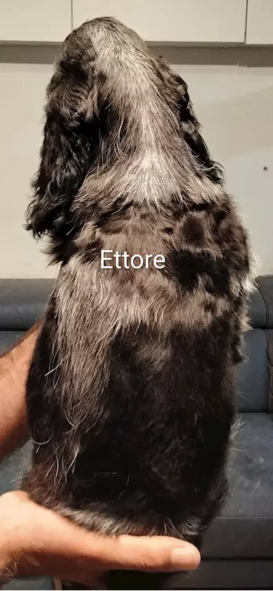 Foto 4Cucciolo Razza Cocker Spaniel Inglese blu roano, prezzo trattabile