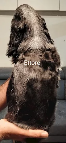 Cucciolo Razza Cocker Spaniel Inglese blu roano, prezzo trattabile - Anteprima 4