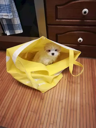 Cuccioli Razza Maltese - Foto 3
