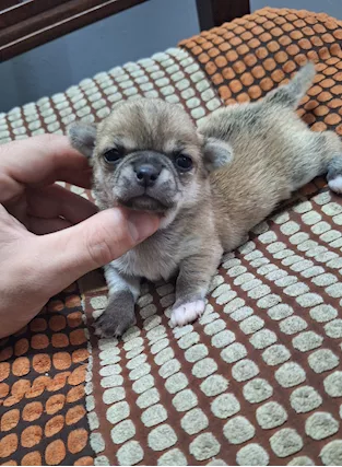 Stupendi ESEMPLARI CHIHUAHUA PEDIGREE ENCI