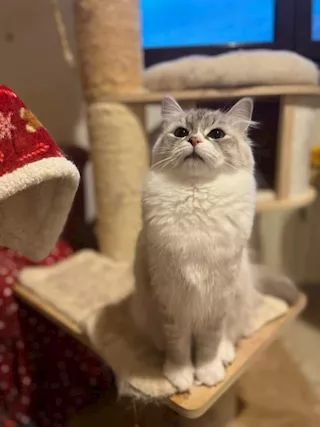 Gatto siberiano