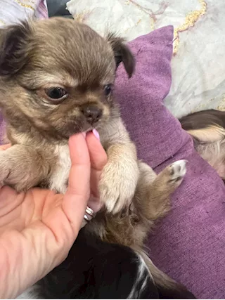 Cucciole di chihuahua a pelo lungo